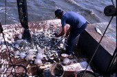 Dale Davis sorts catch - Apalachicola Bay, Florida.