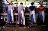 Oyster shuckers at work at Leavins Seafood Co. - Apalachicola, Florida.