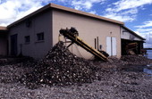 Shell conveyor and oyster shells at Leavins Seafood Co. - Apalachicola, Florida.