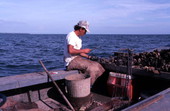 Cletis Anderson culling oysters - Apalachicola Bay, Florida.