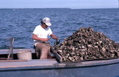 Cletis Anderson culling oysters - Apalachicola Bay, Florida.