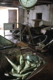 Fish being weighted on a scale - Apalachicola, Florida.