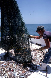 Charles Herrin opens net aboard the "Miss Joann" - Jacksonville, Florida.