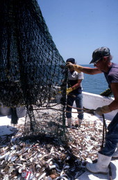 Charles Herrin opens net aboard the "Miss Joann" - Jacksonville, Florida.