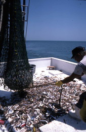 Donald Herrin opens net aboard the "Miss Joann" - Jacksonville, Florida.