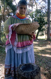 Lottie Shore removing ground corn - Brighton Reservation, Florida