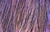 Close-up view of sweetgrass used for making baskets - Ochopee, Florida