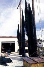 Shrimp nets - Jacksonville, Florida.