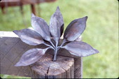 Leaves made of wrought-iron - Florida.