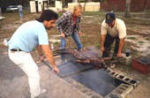 Men removing lechon from barbecue pit - Jacksonville, Florida