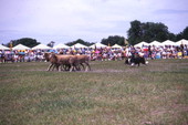Sheepherding with border collie at the Scottish Highland Games in Dunedin, Florida.