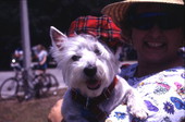 Scottish terrier at the Highland Games in Dunedin, Florida.