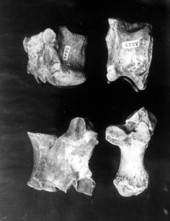 Various foot bones from the Mixson Plantation