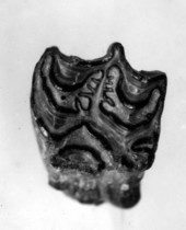 Teeth of Hipparion from hard rock phosphates