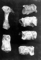 Various foot bones from the Mixson Plantation