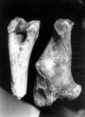 Leg bones from the Mixon Plantation