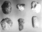 Phosphate pebbles and phosphatized shell cast, lower right