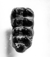 Unworn molar of Mammut americanum from Alafia River