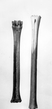 Front and hind cannon bones of a deer from Vero