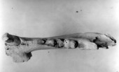 Top view of the lower right jaw of Agriotherium schneideri