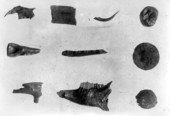 Fossils of plants and animals from Vero