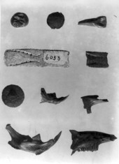 Fossil remains of plants and animals found at Vero and Ocala