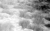 Peculiar weathering of limestone - twenty-five miles south of Fort Myers