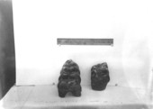 Teeth of Mastodon americanus collected by L.G. Stringer from Itchatucknee River