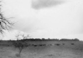 Cattle on prairie along Fisheating Creek - Glades County, Florida