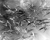 Fish in Homosassa Springs showing sheepshead, mangrove snappers, catfish and bream