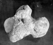 Elephant heel bone
