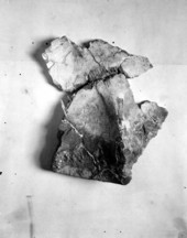 Turtle from Phosphate Mining Company pit near Mulberry