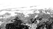 Marine algae covering the limestone at low tide - Tavernier, Florida.