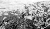 Marine algae covering the limestone at low tide - Tavernier, Florida.