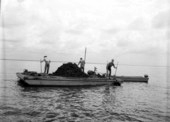 Three men "tonging" for oysters from barge.