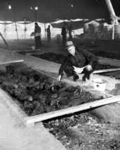 Preparing barbecue for Governor Fuller Warren's inaugural day