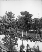 Stereoview of two ponds separated by trees.