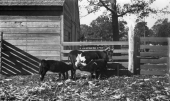 Two calves having a snack