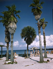 View showing palm trees and beach visitors at Spa Beach in St. Petersburg, Florida.