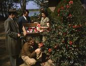 People picking camellias.