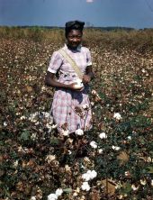 Young woman picking cotton.