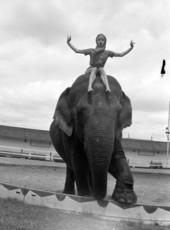 Young woman sitting on top of an elephant at the Ringling Circus in Sarasota, Florida.
