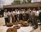 Scene from a sponge auction in Tarpon Springs, Florida.