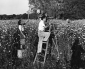 Sarasota photographer Joe Steinmetz and his wife photographing their daughter Lois Duncan in a daisy field in Taos, New Mexico.
