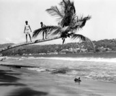 Boys on a palm tree at a beach in Tobago.