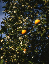 Close-up view showing oranges on a tree in Sarasota, Florida.