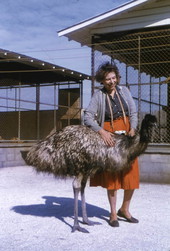 Photographer's wife, Lois Foley Steinmetz, with an ostrich in Sarasota, Florida.
