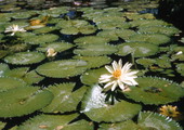 View showing a lotus in Nassau, Bahamas.