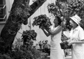 Women hanging plants in Sarasota, Florida.