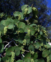 Sea grapes.